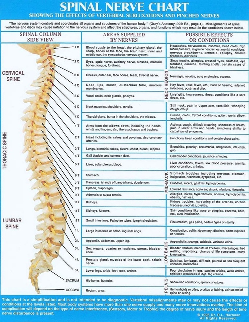 Chiropractic Spinal Nerve Chart Medical Knowledge Spinal Nerve Chart ...